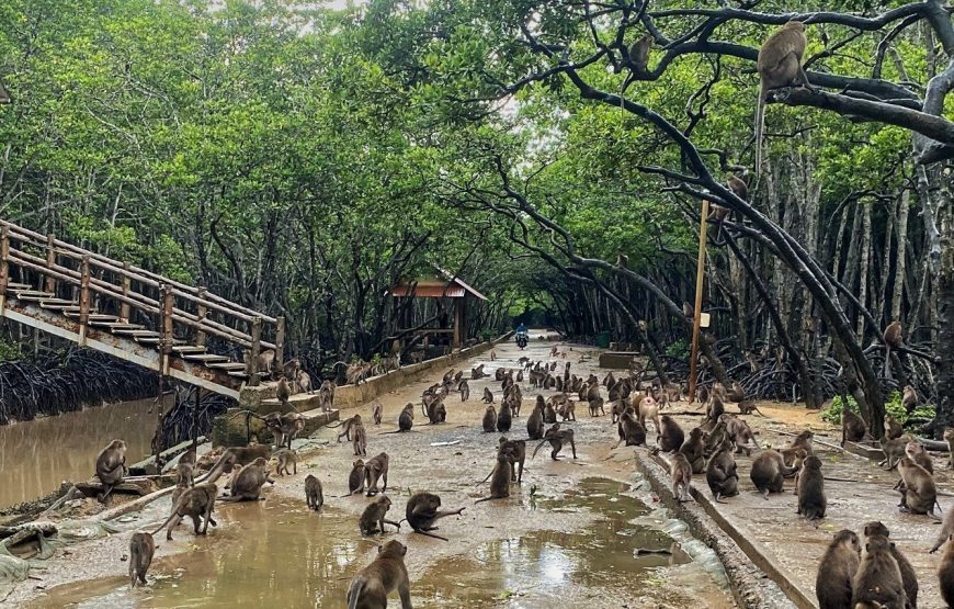 Can Gio Mangrove Forest 1 Day