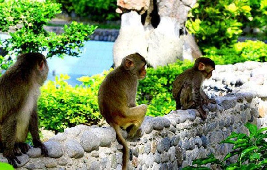 Nha Phu Bay – Monkey