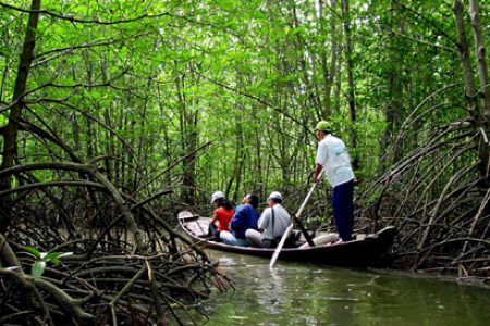 Can Gio Mangrove Forest 1 Day
