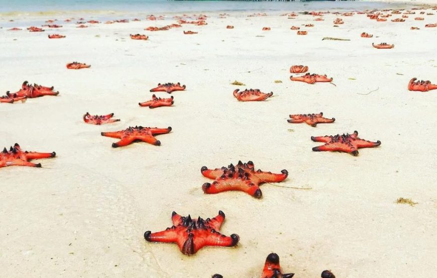 Starfish Beach & River Kayaking 1 Day